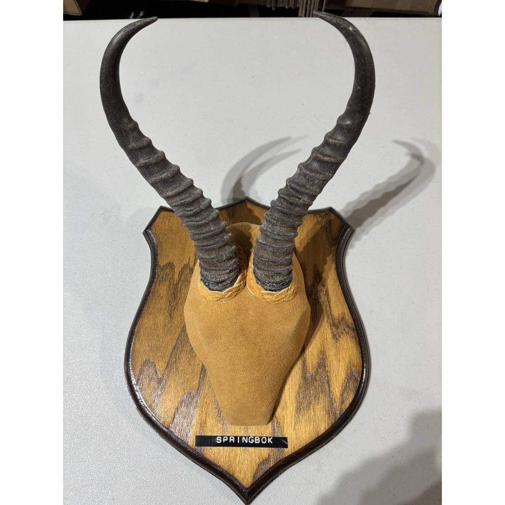 African Springbok Horns Vtg Plaque Taxidermy Mount